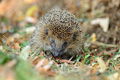 单人冒险游戏《Winter》现于Steam平台发售 支持中文